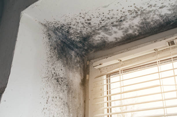Affordable Mold Remediation solutions in Jefferson, NC